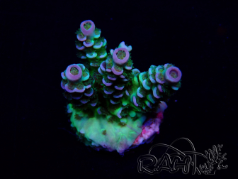 WYSIWYG Acropora Marikultur akklimatisiert LED