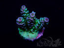 WYSIWYG Acropora Maricoltura acclimatata led