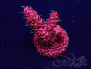 WYSIWYG Acropora Maricultura aclimatada LED
