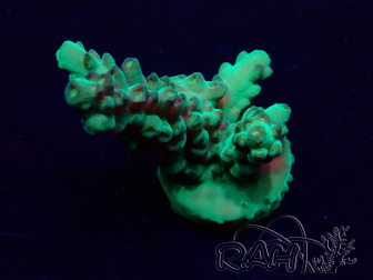 WYSIWYG Acropora Marikultur akklimatisiert LED