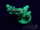 WYSIWYG Acropora Marikultur akklimatisiert LED