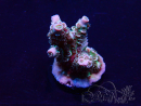 WYSIWYG Acropora Mariculture acclimated LED