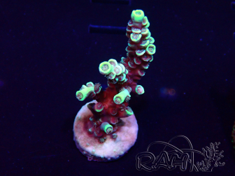 WYSIWYG Acropora Mariculture acclimaté led