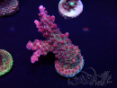 WYSIWYG Acropora Mariculture acclimaté led