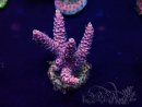 WYSIWYG Acropora acclimaté led