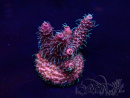 WYSIWYG Acropora acclimaté led