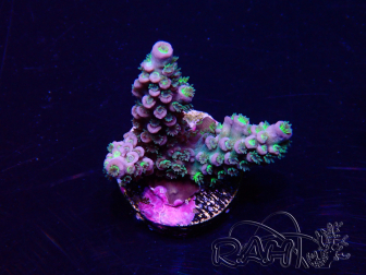 WYSIWYG Acropora tenuis Mariculture acclimaté led