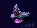 WYSIWYG Acropora tenuis Mariculture acclimaté led