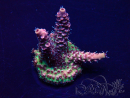 WYSIWYG Acropora Australia acclimatata a led