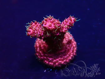 WYSIWYG Acropora Maricoltura acclimatata LED