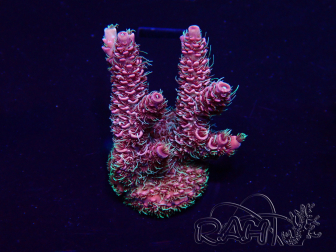 WYSIWYG Acropora Maricultura aclimatada led