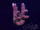 WYSIWYG Acropora Geacclimatiseerde maricultuur LED