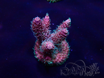 WYSIWYG Acropora Maricultuur geacclimatiseerd LED