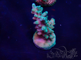 WYSIWYG Acropora granulosa 15N12 Mariculture acclimaté led