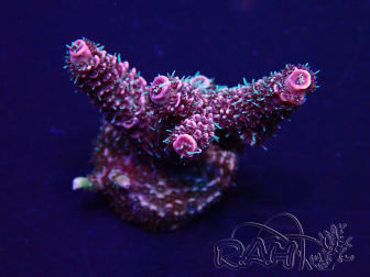 WYSIWYG Acropora Mariculture Acclimated LED