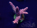 WYSIWYG Acropora Australie Acclimaté led