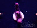 WYSIWYG Acropora Marikultur akklimatisiert LED