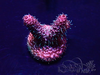 WYSIWYG Acropora akklimatisiert LED