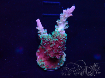 WYSIWYG Acropora  Aclimatado LED