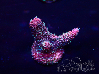 WYSIWYG Acropora Mariculture Acclimated LED