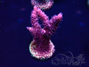 WYSIWYG Acropora Mariculture acclimaté led