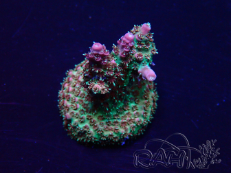 WYSIWYG Acropora akklimatisiert LED