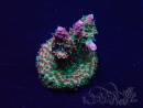 WYSIWYG Acropora akklimatisiert LED