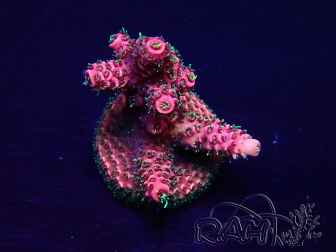 WYSIWYG Acropora Mariculture Acclimated LED