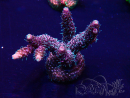 WYSIWYG Acropora Mariculture Acclimated LED
