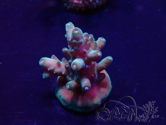 WYSIWYG Acropora Maricultura aclimatada LED