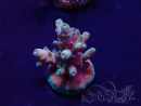 WYSIWYG Acropora granulosa 15O11 Mariculture acclimaté led