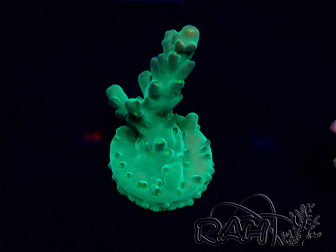 WYSIWYG Acropora Maricultuur geacclimatiseerd LED