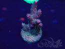 WYSIWYG Acropora Maricultura aclimatada led