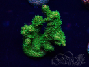WYSIWYG Acropora Mariculture acclimaté led