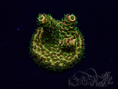 WYSIWYG Acropora Marikultur akklimatisiert LED