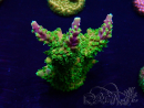 WYSIWYG Acropora Mariculture acclimated LED