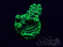 WYSIWYG Acropora Mariculture acclimated LED