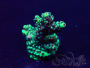 WYSIWYG Acropora Mariculture Acclimaté led