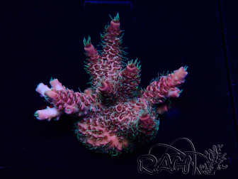 WYSIWYG Acropora Mariculture acclimaté led