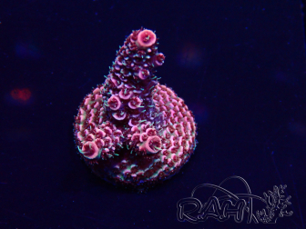 WYSIWYG Acropora Mariculture Acclimated LED