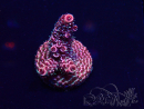 WYSIWYG Acropora Australia Aclimatado led