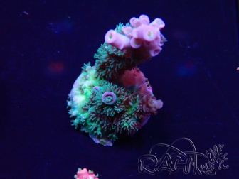WYSIWYG Acropora millepora Mariculture Acclimaté led