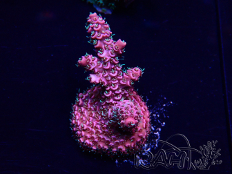 WYSIWYG Acropora Mariculture Acclimated LED