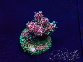 WYSIWYG Acropora Marikultur akklimatisiert LED