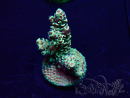 WYSIWYG Acropora Maricoltura acclimatata a LED