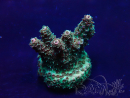 WYSIWYG Acropora Maricoltura acclimatata a LED