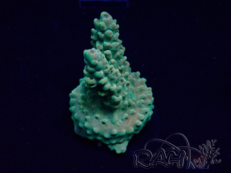WYSIWYG Acropora 15Q2 Mariculture acclimaté led