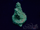 WYSIWYG Acropora Maricultura aclimatada LED