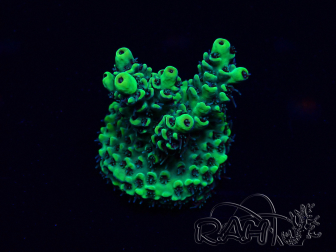 WYSIWYG Acropora Maricultuur geacclimatiseerd LED