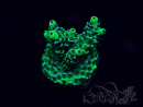 WYSIWYG Acropora Maricultuur geacclimatiseerd LED